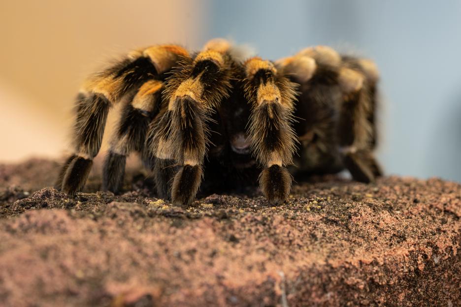 Close-up of a Mexican redknee tarantula on a stone.