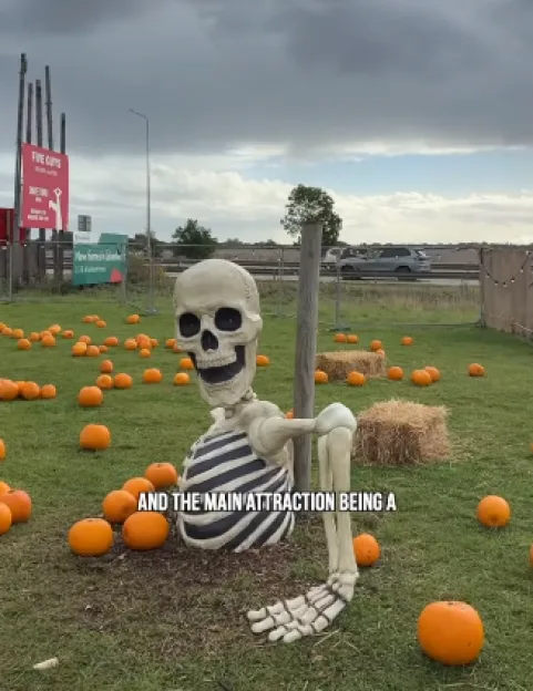 A skeleton figure and scattered pumpkins in a field near a dual carriageway.