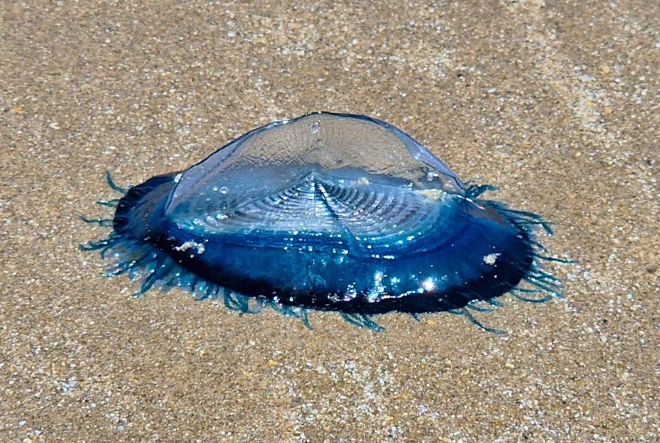Enigmatic Blue Sea Creatures Wash Up on UK Beach – Can You Identify Them?