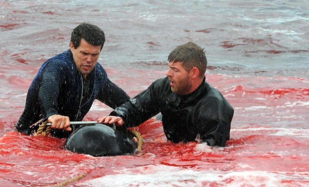 Annual Pilot Whale Slaughter, Faroe Islands, Denmark - 16 Jun 2017
