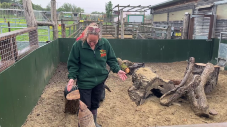 A woman in a green jacket standing in an enclosure with an armadillo.