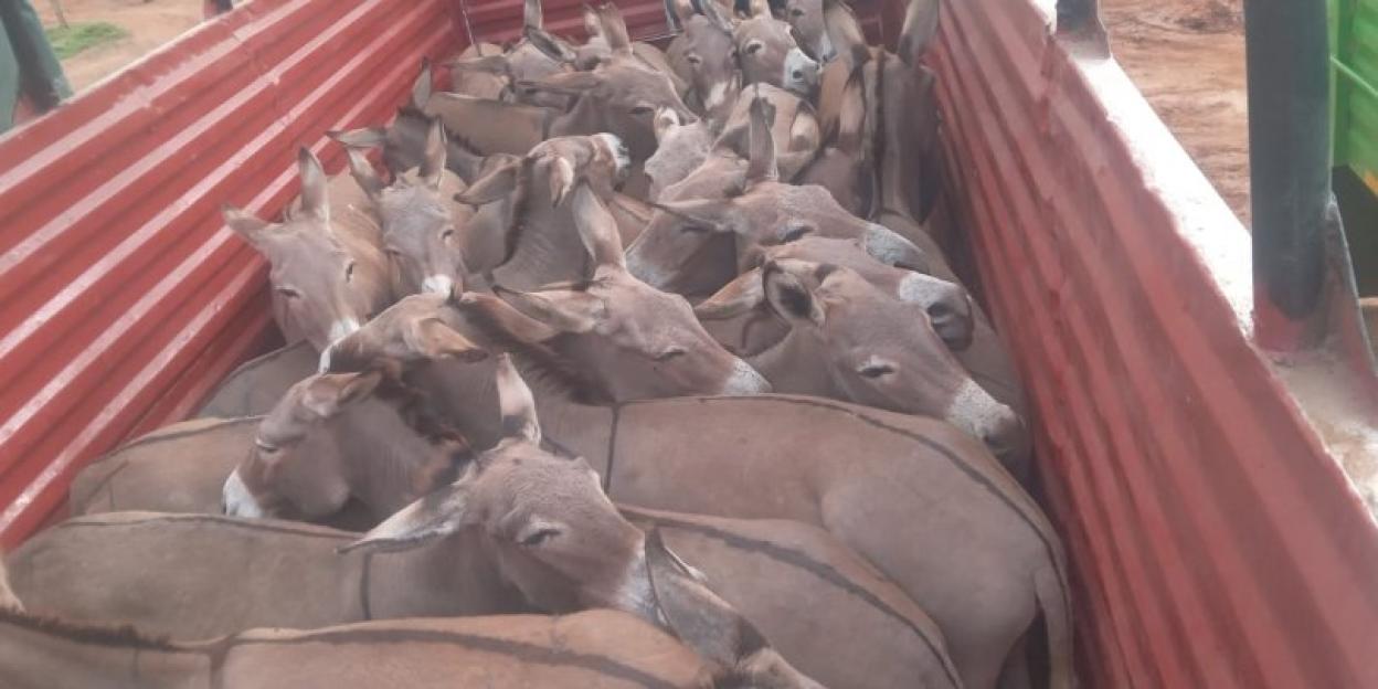 Donkeys crammed into the back of a truck in Kenya.