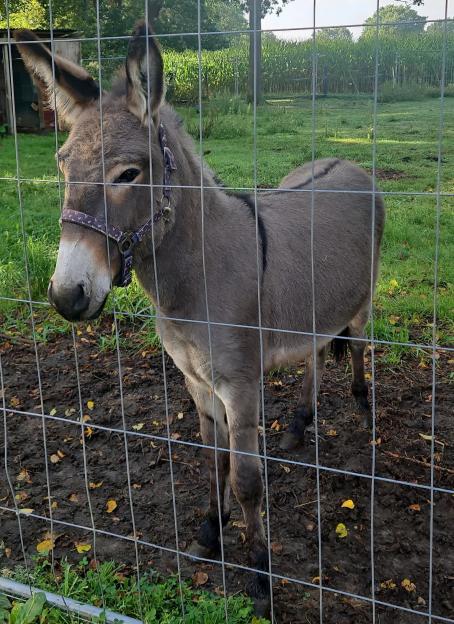 Germany Aggressive Donkey