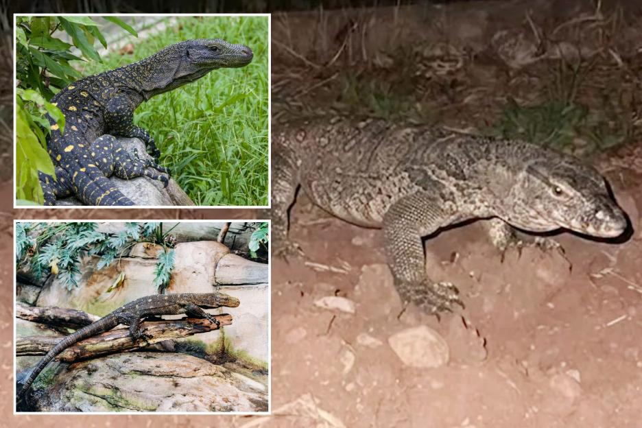 Terrifying Venomous Lizard on the Loose in Italy: The Hunt for This Aggressive Beast Begins!