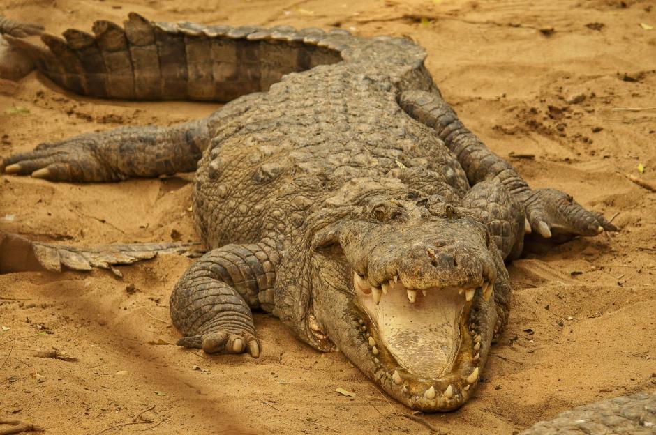 A Nile crocodile similar to the one that killed tragic businessman Gabriel Batista, 59.