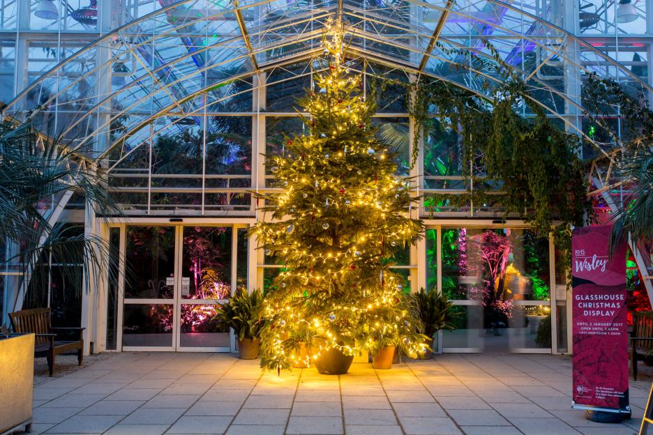 'Discover How Much Water Your Christmas Tree Really Needs Each Day in December to Prevent Needle Drop!'
