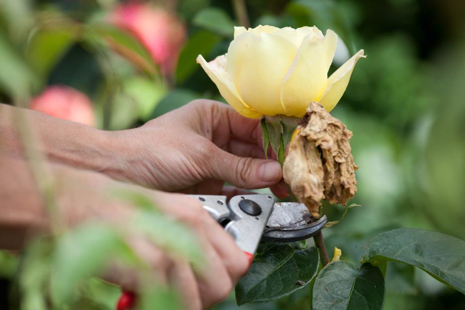 Hands pruning a dead rose off a yellow rose bush.