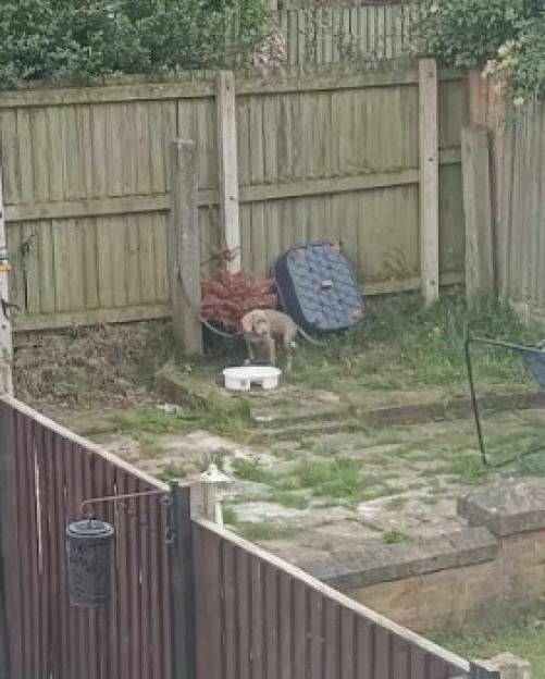 Bailey the dog tethered in a back garden.