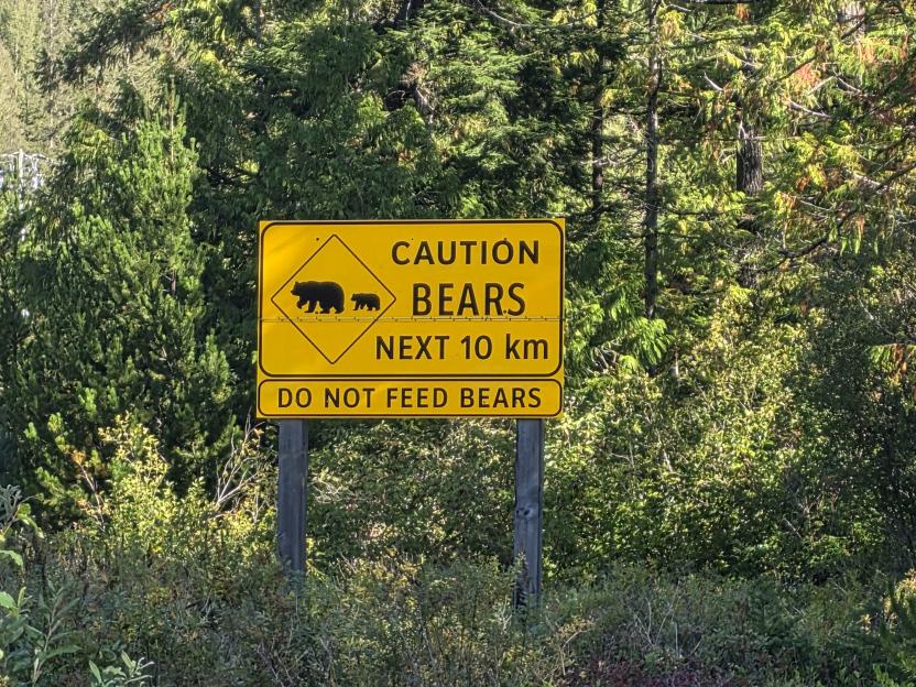 "Bear Attack on Hiker Triggers Lockdown at I'm A Celeb Wild Frontier Camp Just Hours Before Ant and Dec's Arrival"