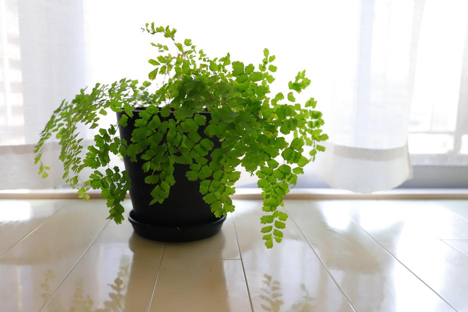 A potted Five Finger Fern with green foliage sits on a polished floor in front of a sunlit window with white curtains.