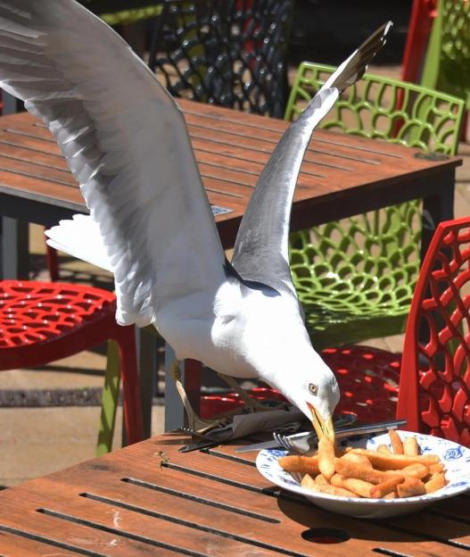 "Shocking Truth: 71% of Brits Fall Victim to Greedy Gulls Snatching Food!"