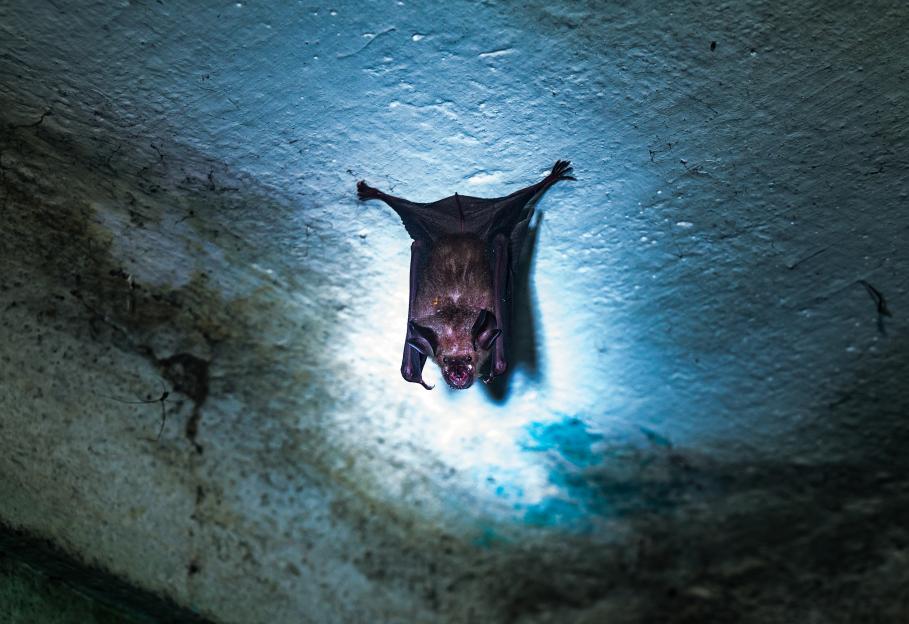 Large Ceylon leaf-nosed bat hanging upside down from a ceiling.