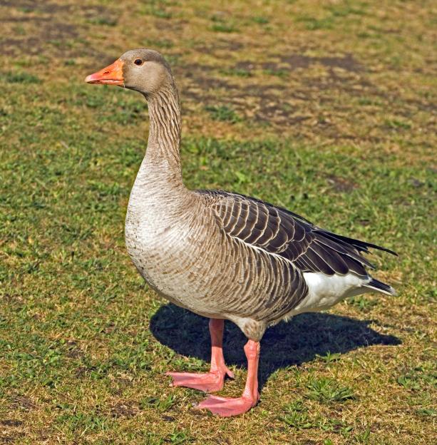 GREYLAG GOOSE (Anser anser). Upright stance. Attention. Relative proportions of body parts.
