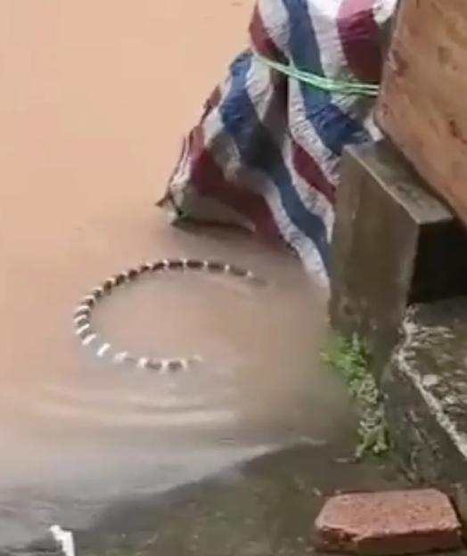 VIDEO: Locals collect thousands of VENOMOUS snakes after they escaped during storm