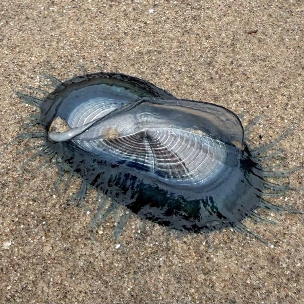 A blue By-the-wind sailor (Velella velella) washed up on St Bees beach, appearing similar to a jellyfish with a distinctive sail-like structure and radiating tentacles.