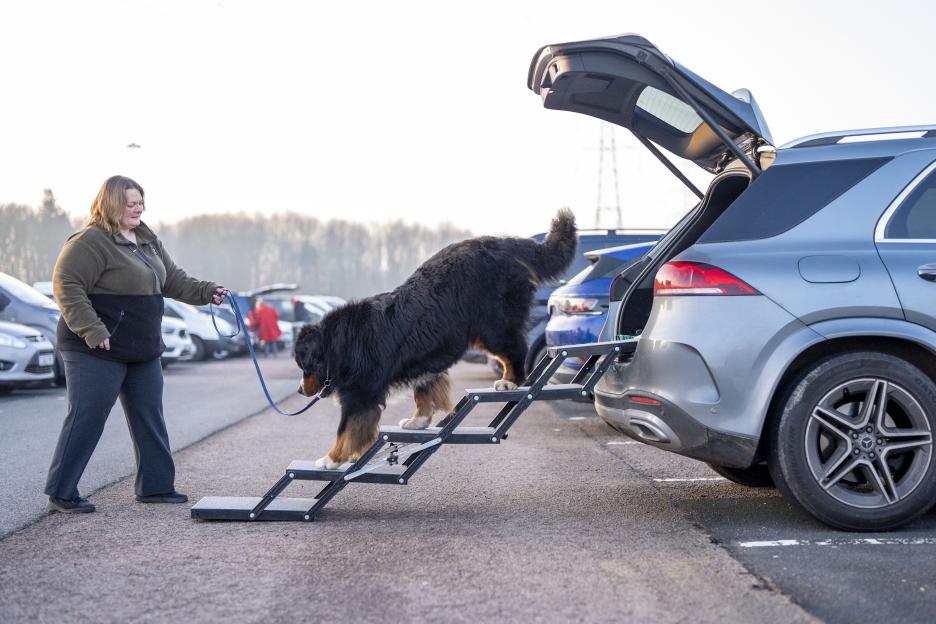 Fonzie, a Bernese Mountain Dog, walks up a set of portable stairs into the back of a grey SUV while held on a leash by a woman.