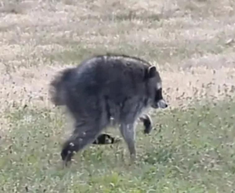 'Experts Suggest Jimothy the Viral Raccoon Might Not Be Alone as Reports of More Short-Spined Critters Surface!'