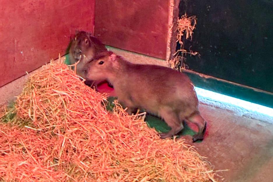 SNCapybara - sniffer dogs deployed to search for missing capybara