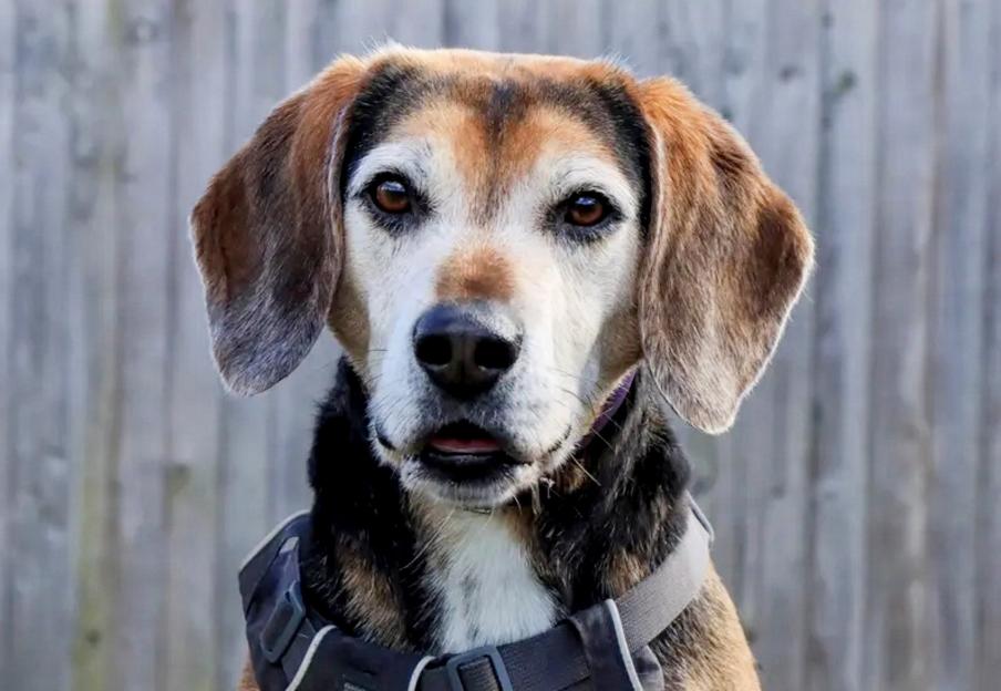 UK's loneliest dog unwanted for two years because his grey snout makes him look old