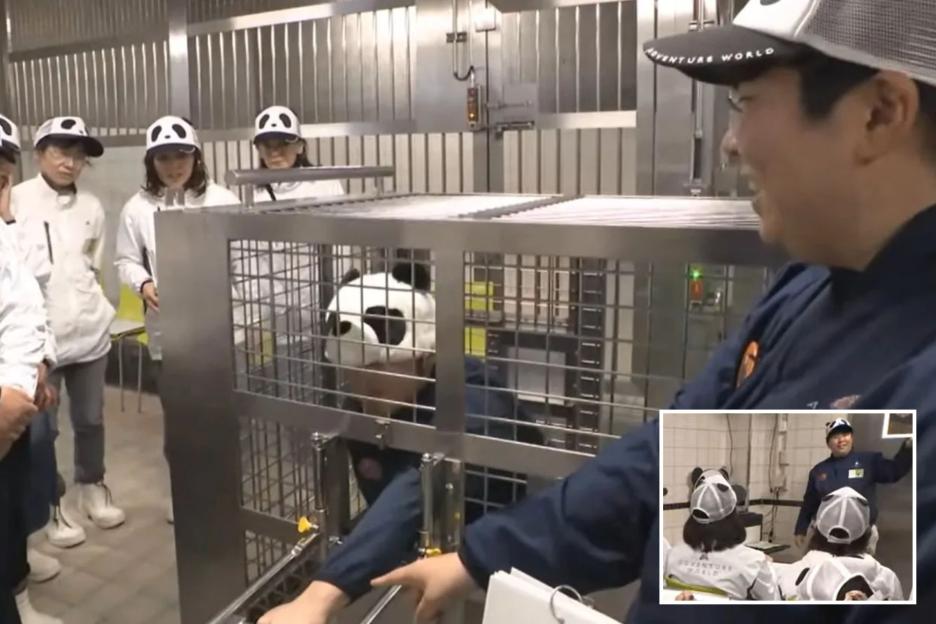 Japanese Zoo Staff Go Wild: Dressed as Pandas to Fill the Bear Gap!