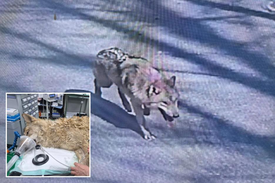 Captured at Last: The Fugitive Wolf’s Week-Long Escape from the Zoo Sparks a Massive Search and Inspires a New Crypto Coin!