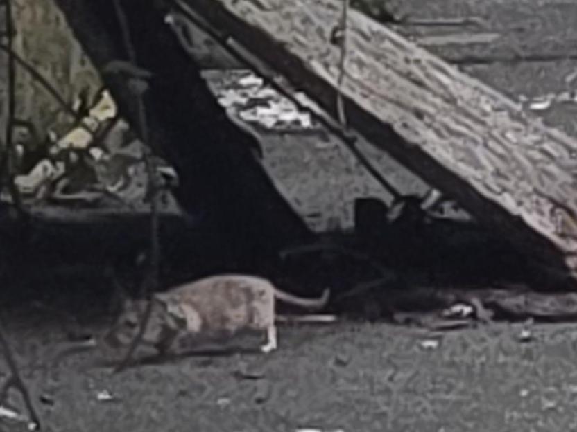 A large rat walking on the ground, with rubbish and overgrown areas in the background.