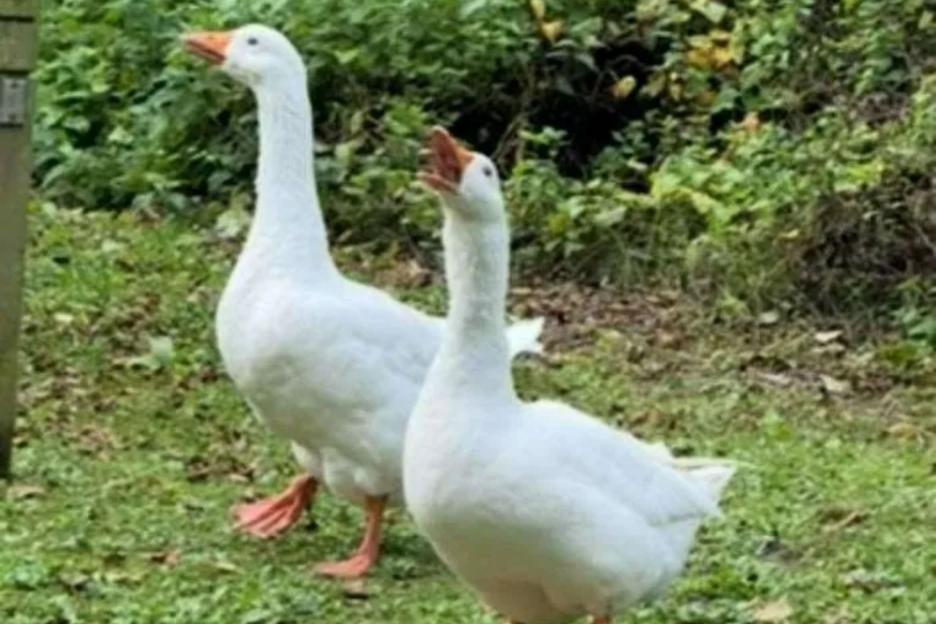 Villagers Urge Return of 'Stolen' Goose Gandalf, Separated from Buddy Ryan Gosling, After Two Arrested
