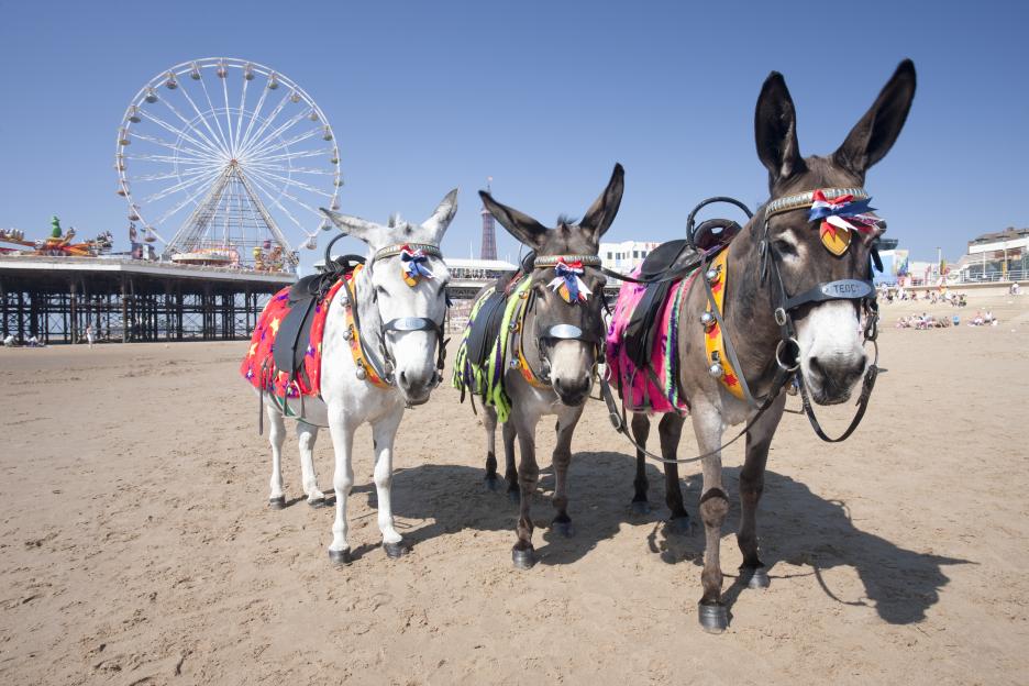 Three donkeys on Blackpool Beach with a Ferris wheel in the background.