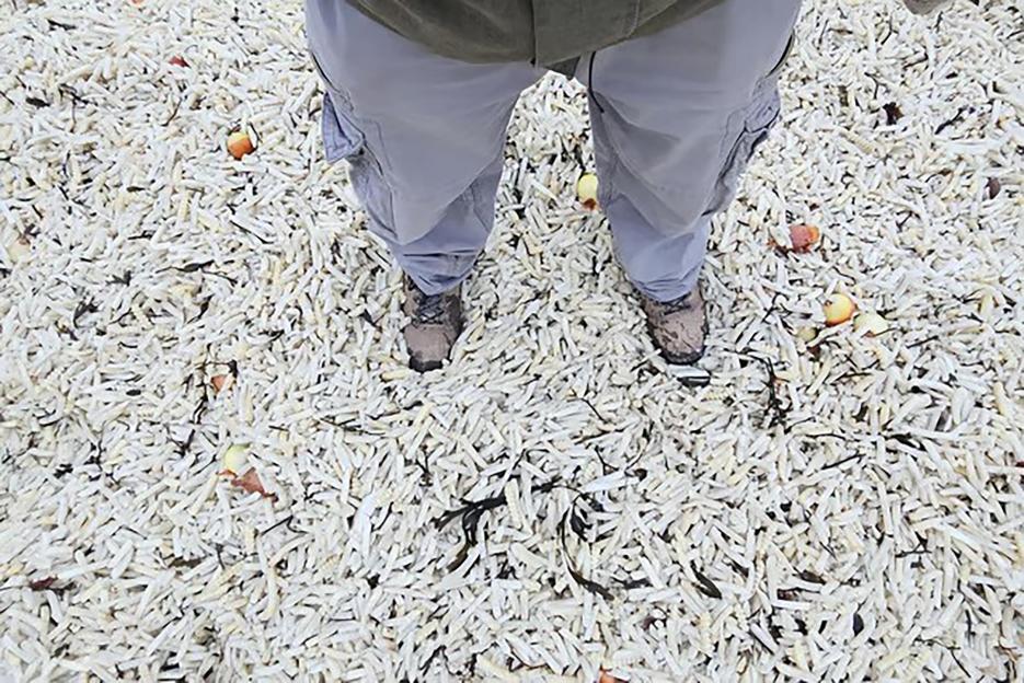 NINTCHDBPICT001052427874