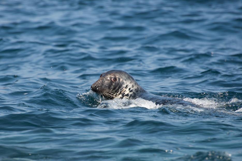A seal swims in the ocean with its head above the water.