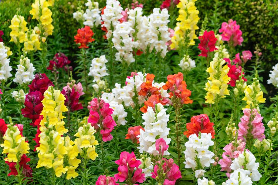 Colorful snapdragons blooming in a vibrant garden setting. Antirrhinum majus, the common snapdragon