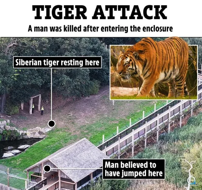 Collage of an aerial view of an empty tiger enclosure with labels indicating where a man jumped and where a tiger rested, alongside a close-up photo of a tiger.
