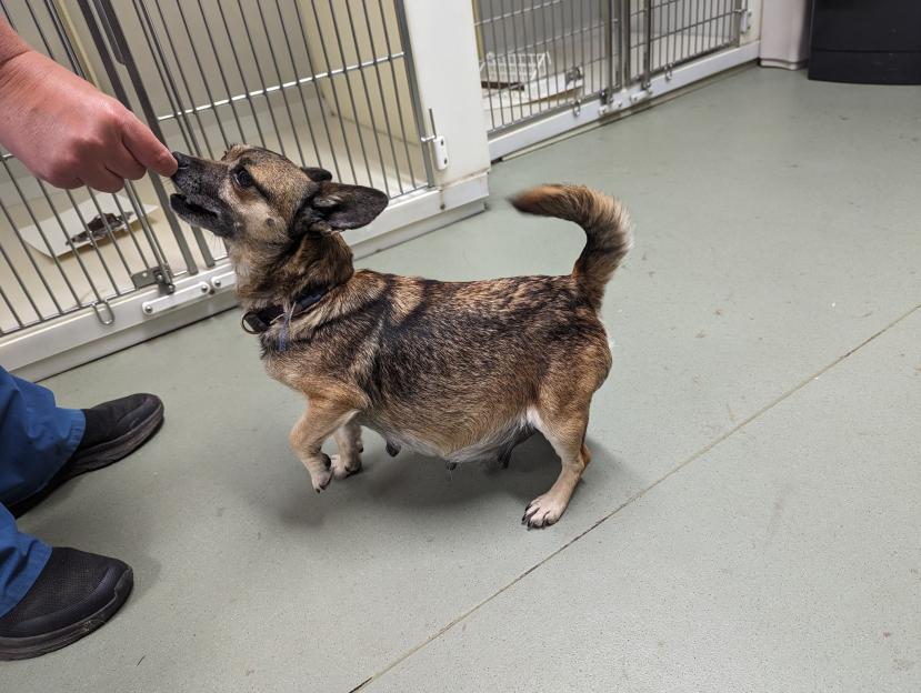 A small brindle-colored dog, possibly pregnant, being gently touched on the nose by a person's finger.