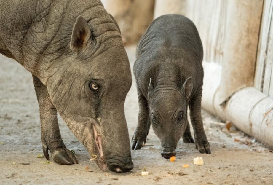 An adult pig and a piglet feeding on the ground.