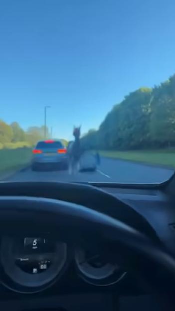 Shocking Collision: Horse and Buggy Crash into Mercedes, Shattering the Windscreen After Rider is Dislodged by Another Vehicle