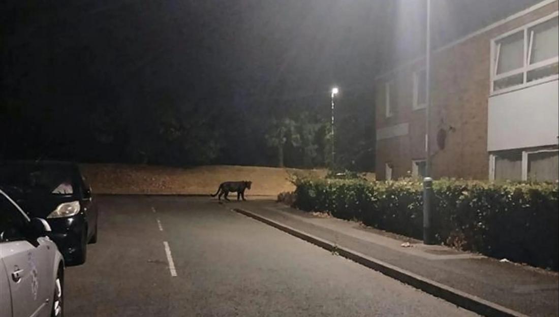 A large, dark animal resembling a panther walks on a street near housing.
