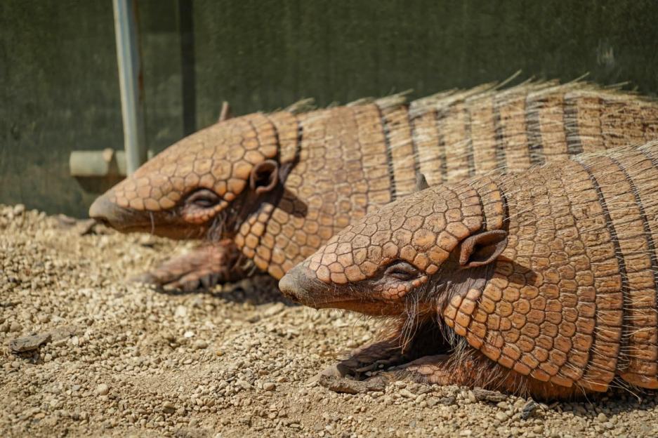 Two armadillos with their eyes closed, resting on a rocky surface.