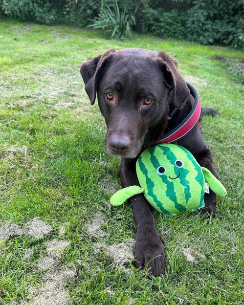 Chocolate labrador retriever lying on green grass with a green watermelon plush toy.