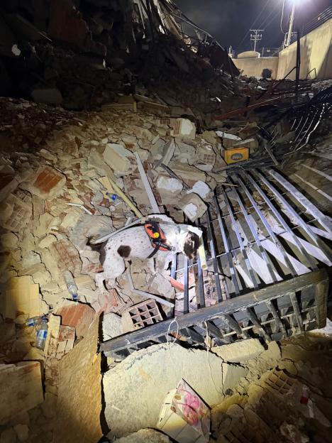 Rescue dog Davey searching through rubble at night.
