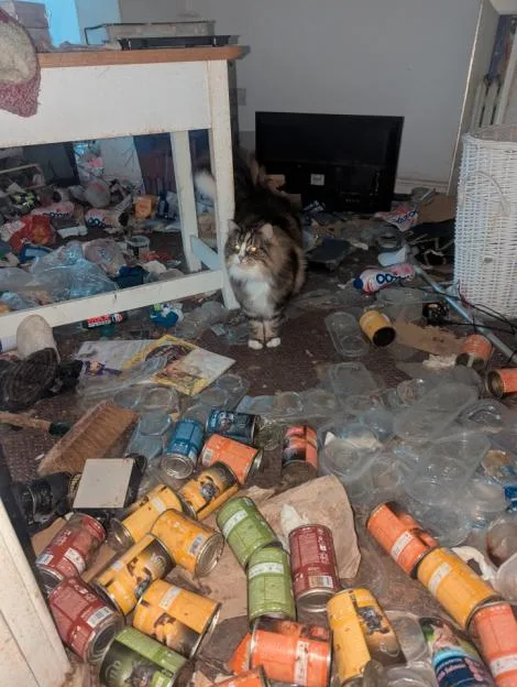 A long-haired cat standing in a cluttered room filled with empty cans, plastic packaging, and rubbish.