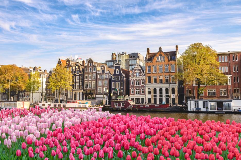 Amsterdam cityscape with colorful Dutch houses lining a canal, with fields of pink and red tulips in the foreground.
