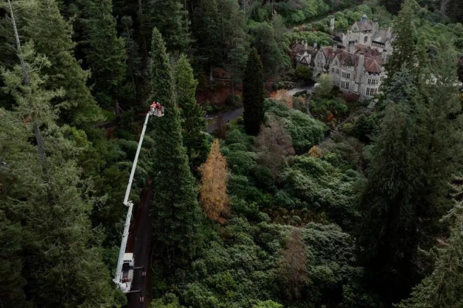 Aerial view of a tall Christmas tree being decorated by workers in a cherry picker, with a large house and dense forest in the background.