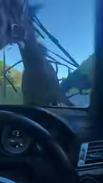Horse crashing into a car's windshield.