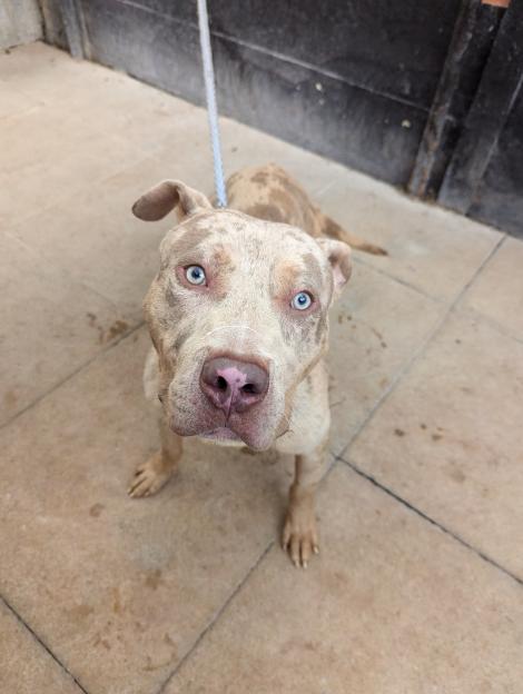 Heartless thug repeatedly kicked terrified dog after trapping him against fence in horrifying attack – but avoids jail