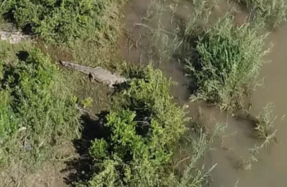 This 15ft crocodile suspected of eating South African businessman Gabriel Batista, 59, was monitored by drone for two days lying still on a small island just down river from where Batista was forced to abandon his car on a floody bridge and try to sw