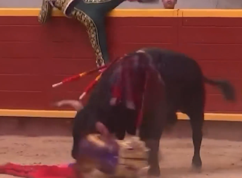A bull goring a matador with its horns during a bullfight.