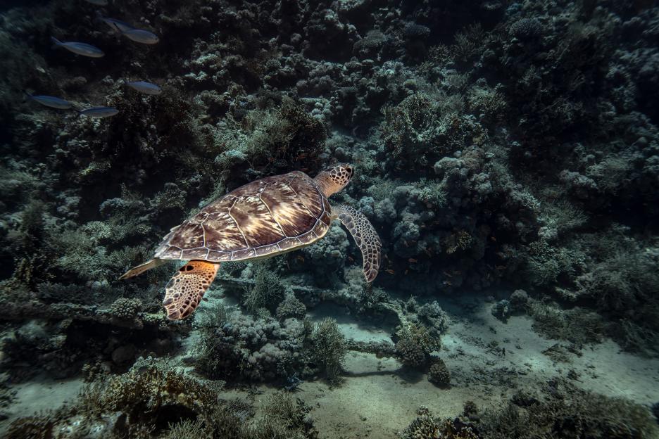 Thousands of years of heritage and the marine ecosystem are protected together in Egypt