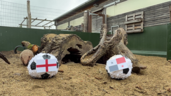 Two soccer ball piñatas, one with the England flag and the other with the Panama flag, sit on wood chips with logs and an armadillo in the background.
