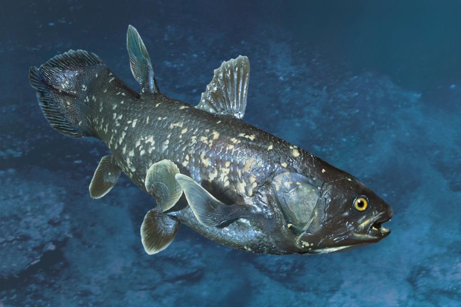 Fossil of ‘Extremely Rare’ 320-Million-Year-Old Fish Discovered at Iconic UK Scenic Location