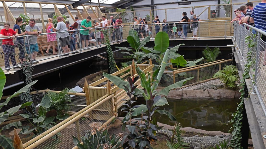 Boy, three, 'critical' after crocodile mauling at zoo as man arrested